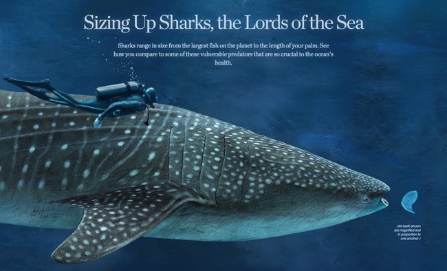 Sizing Up Sharks infographic National Geographic