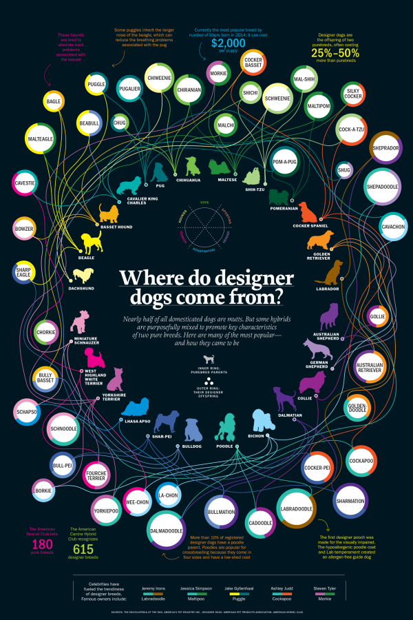 Where Do Designer Dogs Come From? infographic