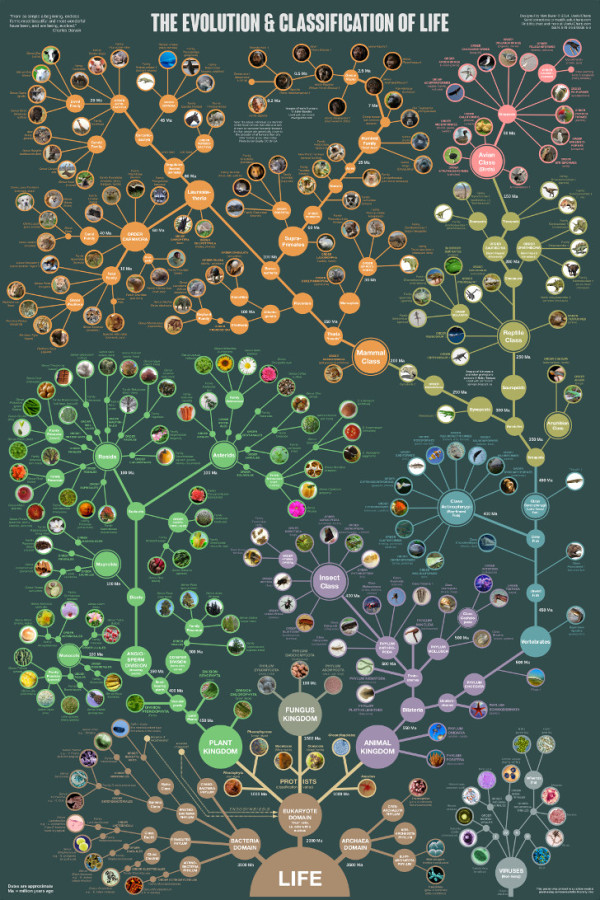 The Evolution & Classification of Life poster